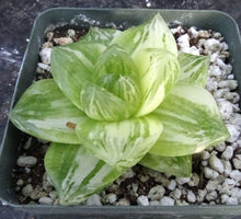 Load image into Gallery viewer, Haworthia cymbiformis 'variegata'
