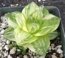 Load image into Gallery viewer, Haworthia cymbiformis 'variegata'

