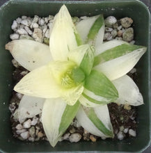 Load image into Gallery viewer, Haworthia cymbiformis 'variegata'
