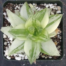Load image into Gallery viewer, Haworthia cymbiformis 'variegata'
