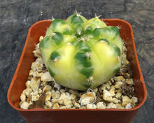 Load image into Gallery viewer, Gymnocalycium 'Yellow Marble'
