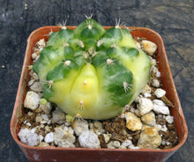 Load image into Gallery viewer, Gymnocalycium 'Yellow Marble'
