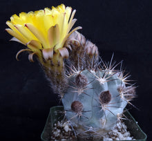 Load image into Gallery viewer, Acanthocalycium glaucum *Smallest Blue Cactus*
