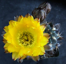 Load image into Gallery viewer, Acanthocalycium glaucum *Smallest Blue Cactus*
