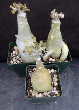 Load image into Gallery viewer, Adenium &#39;Pakarang&#39; *Very Rare Crested Form* Grafted Hybrid
