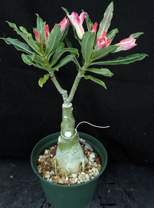 Adenium 'Arrow' Grafted Hybrid *Clearance Sale*