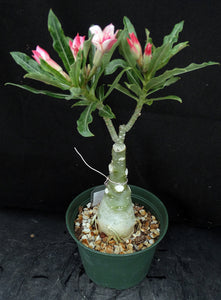 Adenium 'Arrow' Grafted Hybrid *Clearance Sale*