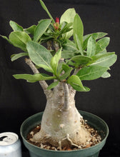 Load image into Gallery viewer, Adenium Obesum Big Plant! *Please See Description* (B)
