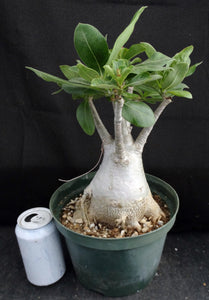 Adenium Obesum Big Plant! *Please See Description* (B)