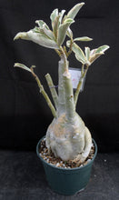 Load image into Gallery viewer, Adenium &#39;Bumblebee&#39; Variegated! *Big Plants* Grafted Hybrid *CLEARANCE SALE*
