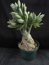 Load image into Gallery viewer, Adenium Obesum Big Plant! *Please See Description* (C)
