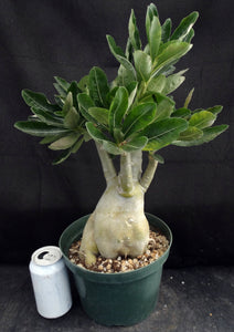 Adenium Obesum Big Plant! *Please See Description* (C)