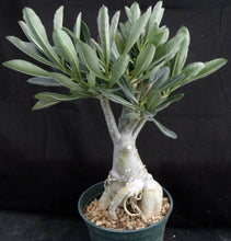 Load image into Gallery viewer, Adenium Obesum Big Plant! *Please See Description* (D)
