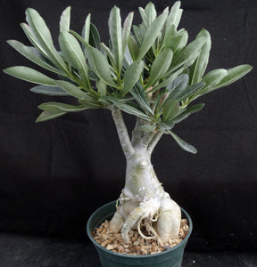 Adenium Obesum Big Plant! *Please See Description* (D)