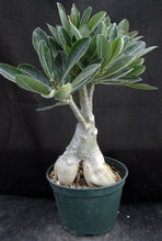 Load image into Gallery viewer, Adenium Obesum Big Plant! *Please See Description* (D)
