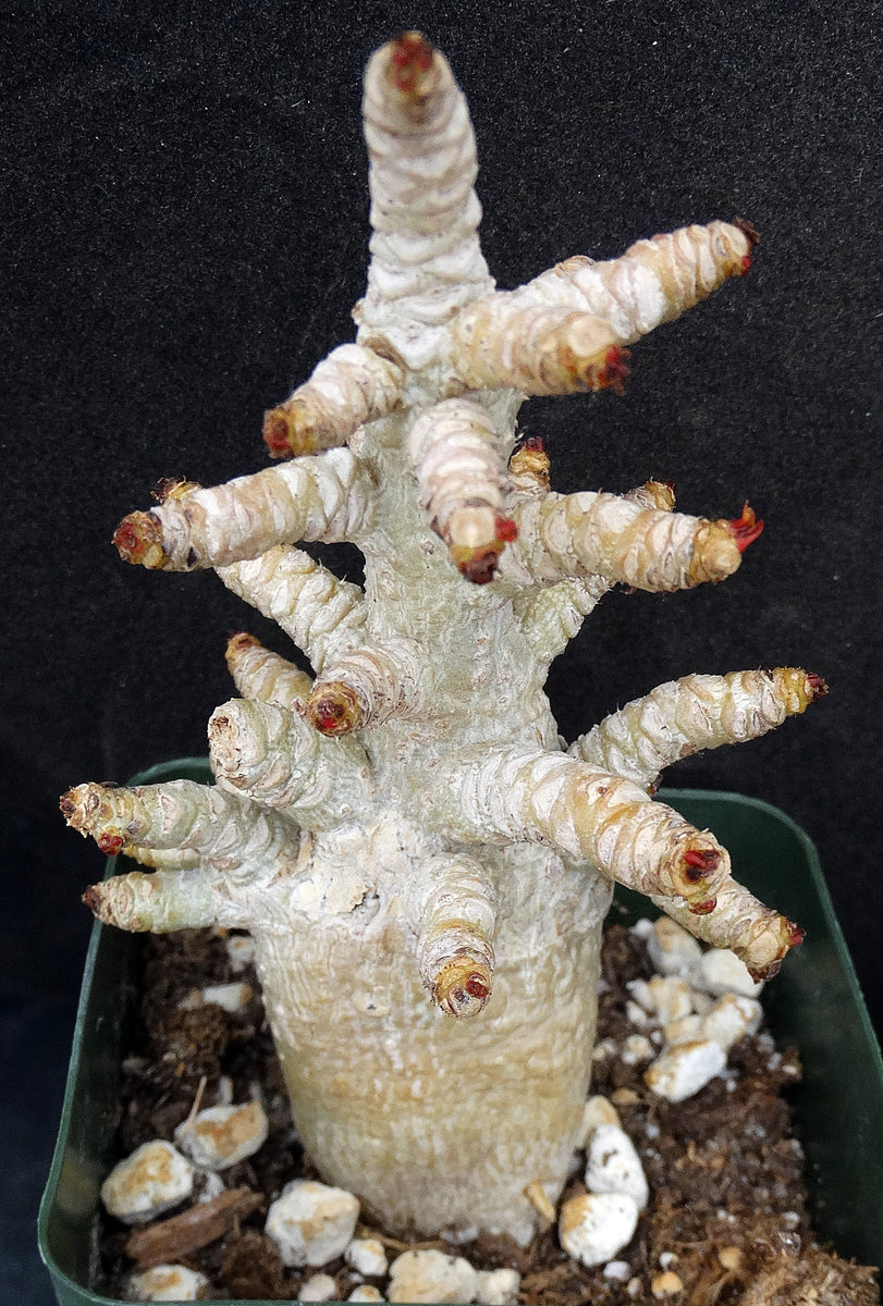 Adenium arabicum 'Dorset Horn' (DHA) – Kyle's Plants