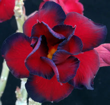 Load image into Gallery viewer, Adenium &#39;Dragon Blood&#39; Grafted Hybrid
