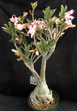 Load image into Gallery viewer, Adenium &#39;Ferrari&#39; *Big Plants!* Grafted Hybrid *CLEARANCE SALE*
