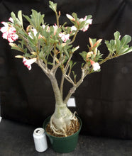 Load image into Gallery viewer, Adenium &#39;Ferrari&#39; *Big Plants!* Grafted Hybrid *CLEARANCE SALE*
