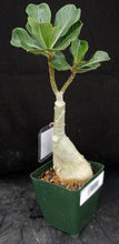 Load image into Gallery viewer, Adenium &#39;Good Night&#39; Grafted Hybrid *CLEARANCE SALE*
