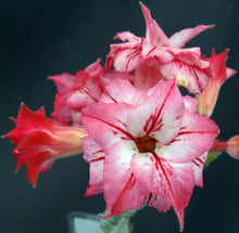 Load image into Gallery viewer, Adenium &#39;Arrow&#39; *Big Plant* Grafted Hybrid
