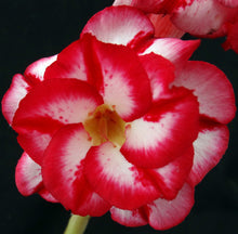 Load image into Gallery viewer, Adenium &#39;Big Harry&#39; Grafted Hybrid
