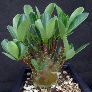 Adenium arabicum 'Black Skin' *Rare new cultivar* (D)