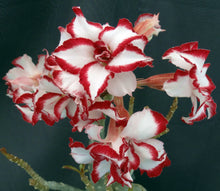 Load image into Gallery viewer, Adenium &#39;Ferrari&#39; Grafted Hybrid
