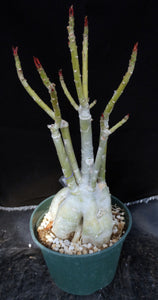 Adenium 'Fuji Lava' *Big Plants!* Grafted Hybrid