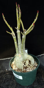 Adenium 'Fuji Lava' *Big Plants!* Grafted Hybrid