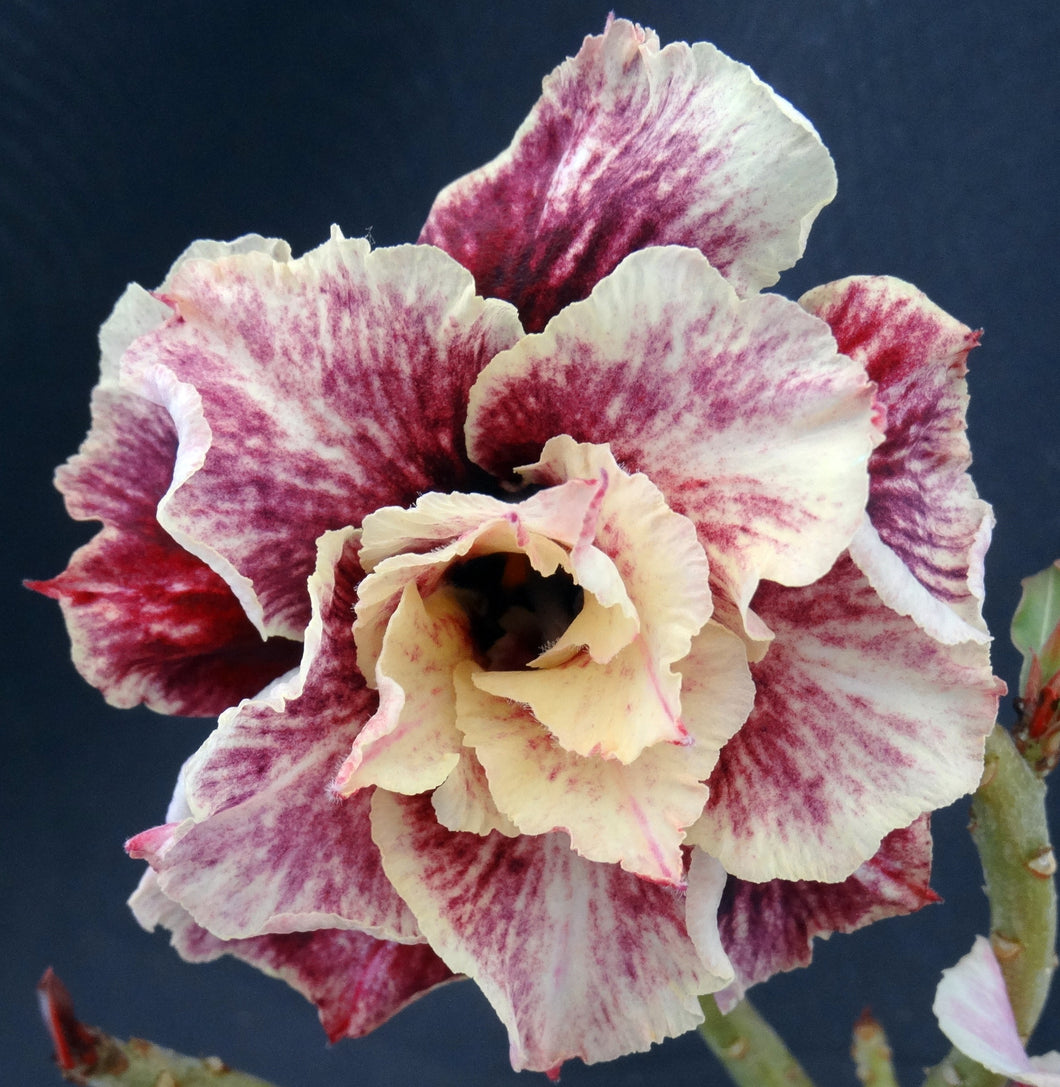 Adenium 'Golden Year' Grafted Hybrid