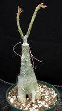 Load image into Gallery viewer, Adenium &#39;Peach&#39; Grafted Hybrid
