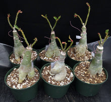 Load image into Gallery viewer, Adenium &#39;Peach&#39; Grafted Hybrid
