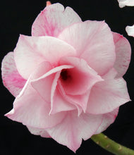 Load image into Gallery viewer, Adenium &#39;Pratumma&#39; *Huge Plant!* Grafted hybrid
