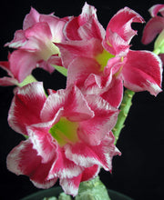 Load image into Gallery viewer, Adenium &#39;Bo-Tun&#39; Grafted Hybrid
