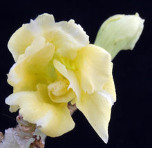 Load image into Gallery viewer, Adenium &#39;Moonlight&#39; Grafted Hybrid *CLEARANCE SALE*
