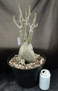 Adenium 'Vanilla Gold' *Huge Plant!* Grafted hybrid