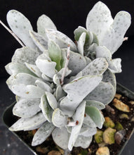Load image into Gallery viewer, Adromischus leucophyllus *White Leaves*
