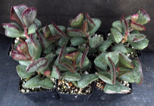 Load image into Gallery viewer, Adromischus maculatus &#39;Coral Hearts&#39;
