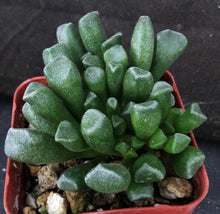 Load image into Gallery viewer, Adromischus cristatus v. schoenlandii
