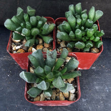 Load image into Gallery viewer, Adromischus cristatus v. schoenlandii
