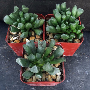 Adromischus cristatus v. schoenlandii