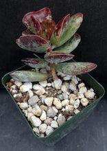Load image into Gallery viewer, Adromischus maculatus &#39;Coral Hearts&#39;
