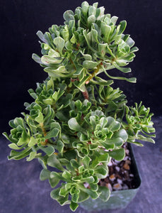 Aeonium spathulatum
