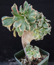 Load image into Gallery viewer, Aeonium &#39;Sunburst&#39; Crested (Cristate), Variegated
