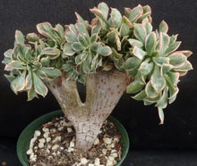 Load image into Gallery viewer, Aeonium &#39;Sunburst&#39; Crested (Cristate), Variegated
