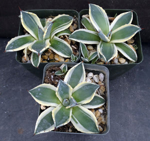 Agave patonii 'Cream Spike' Variegated