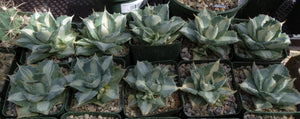 Agave isthmensis 'Ohi Raijin Shiro Nakafu' Variegated