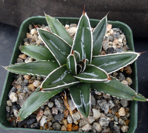 Agave victoriae-reginae