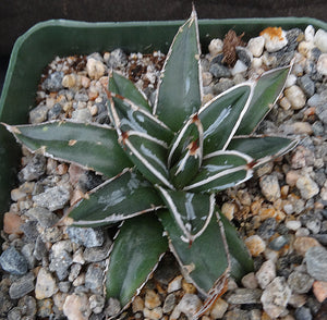 Agave victoriae-reginae